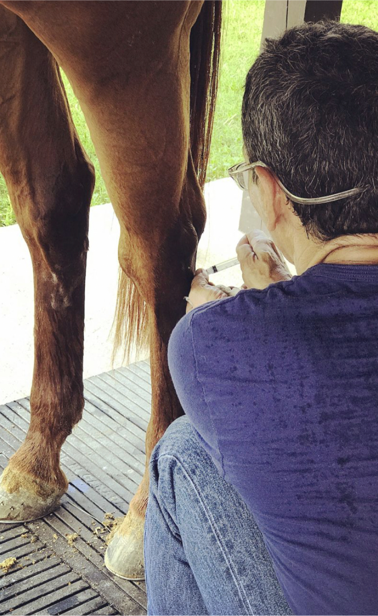 dr memo vaccinating horses 