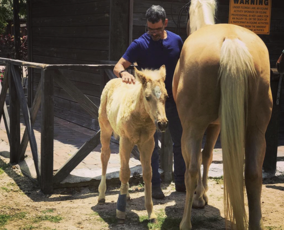 dr memo horse veterinarian